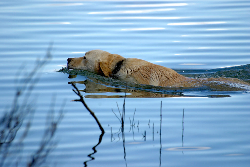 Dog swimming in pond