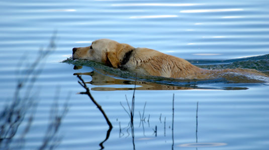 Dog swimming in pond