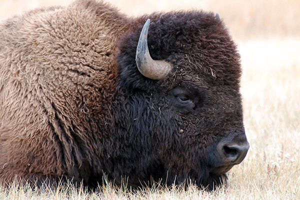 American bison