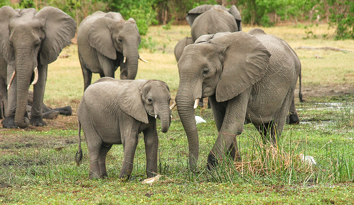 African elephants