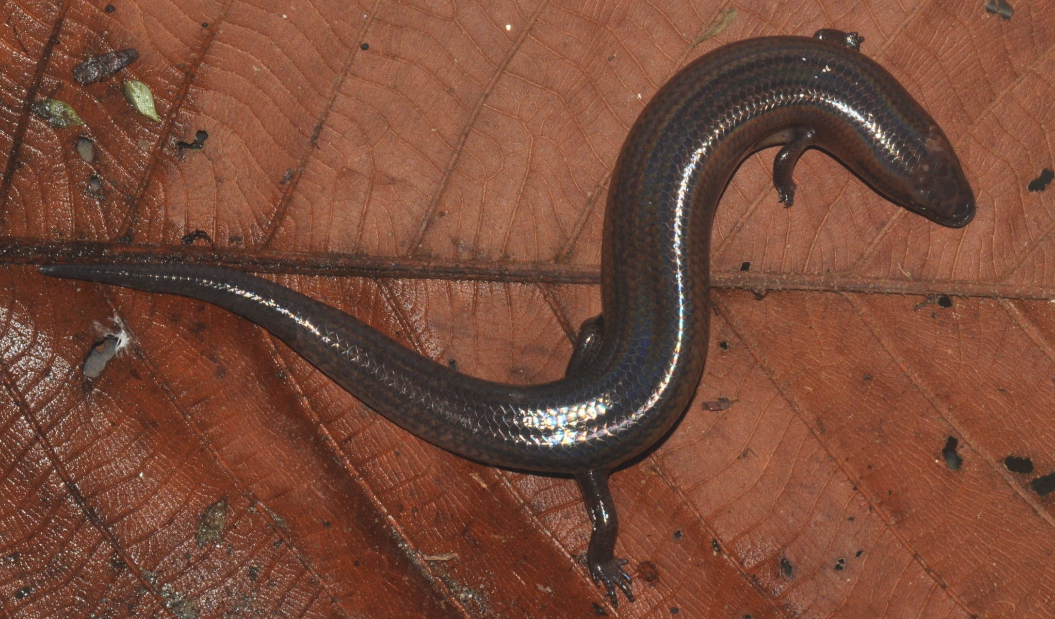 skink