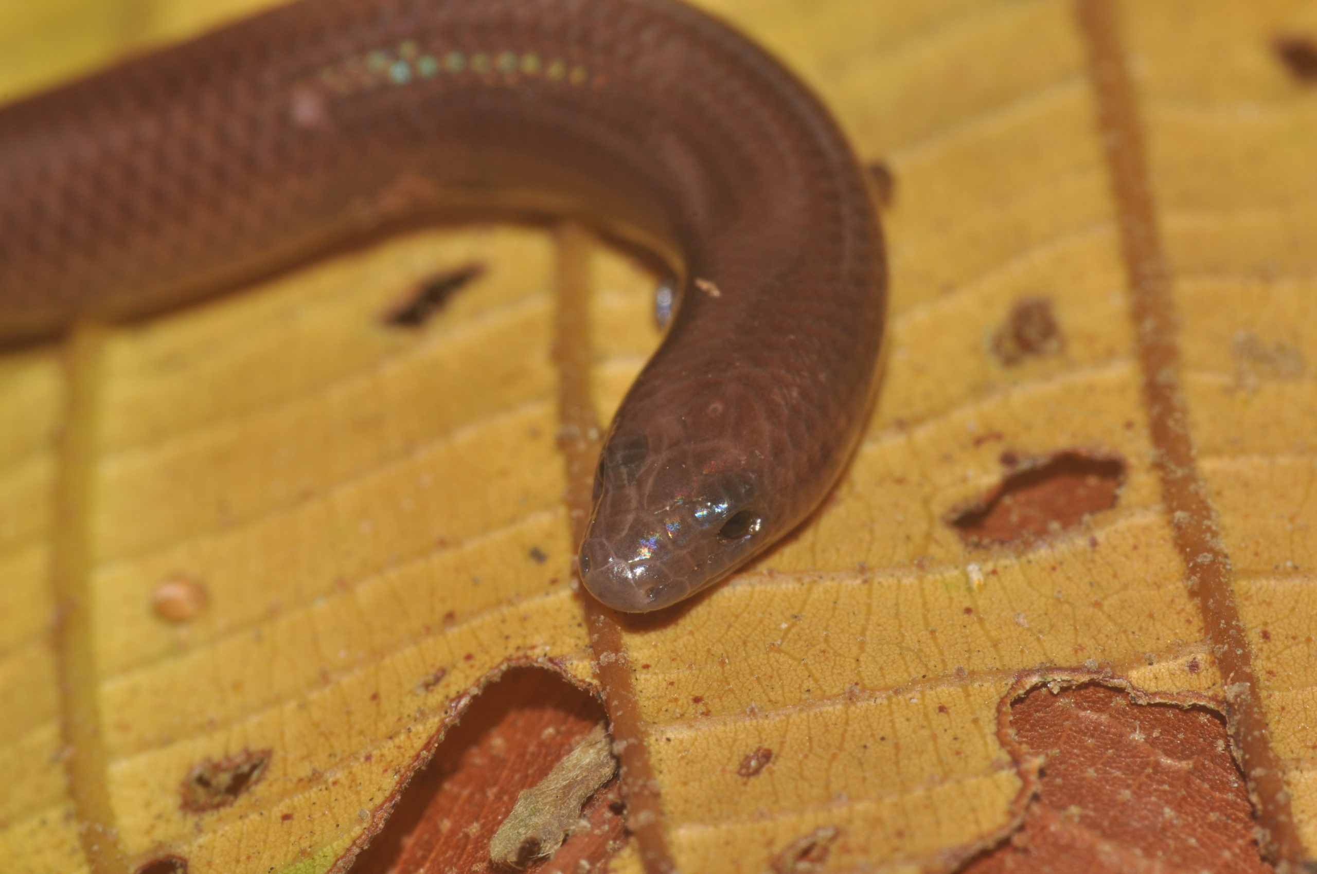 skink