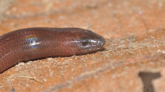 skink