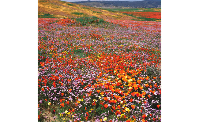 California poppy and bird’s-eye gilia