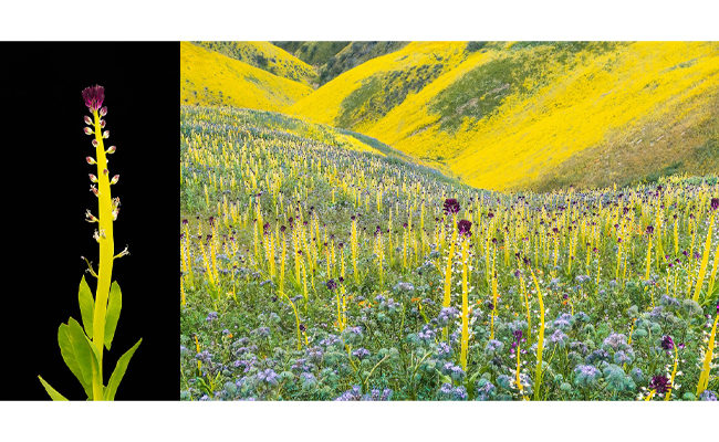 2017 “Super Bloom” wildflowers