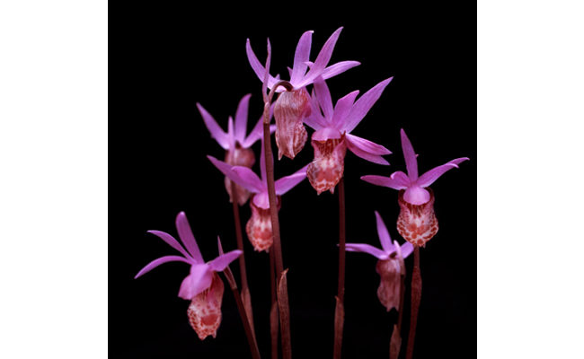 Calypso Orchids