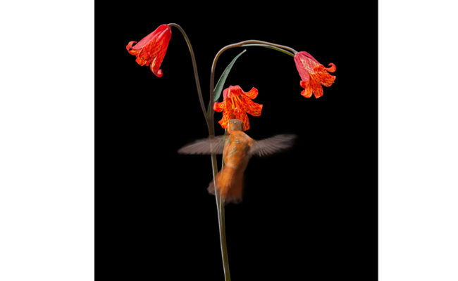 Scarlet Fritillary