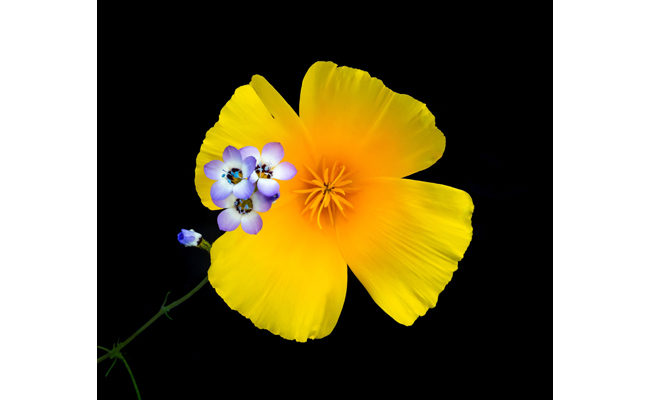 California poppy and birds eye gilia