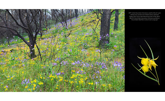 wildlfire globe lilies lake county