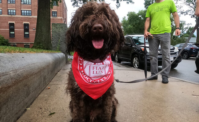 Dog wearing Clark University bandana