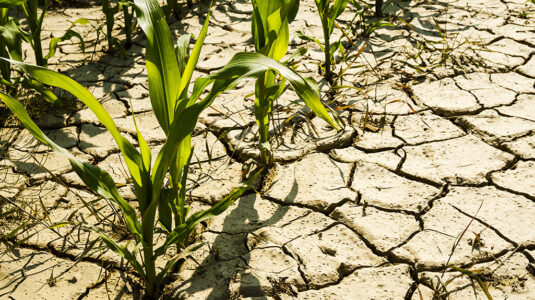 Dry cornfield impacted by drought and climate change