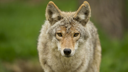 Coyote staring at camera