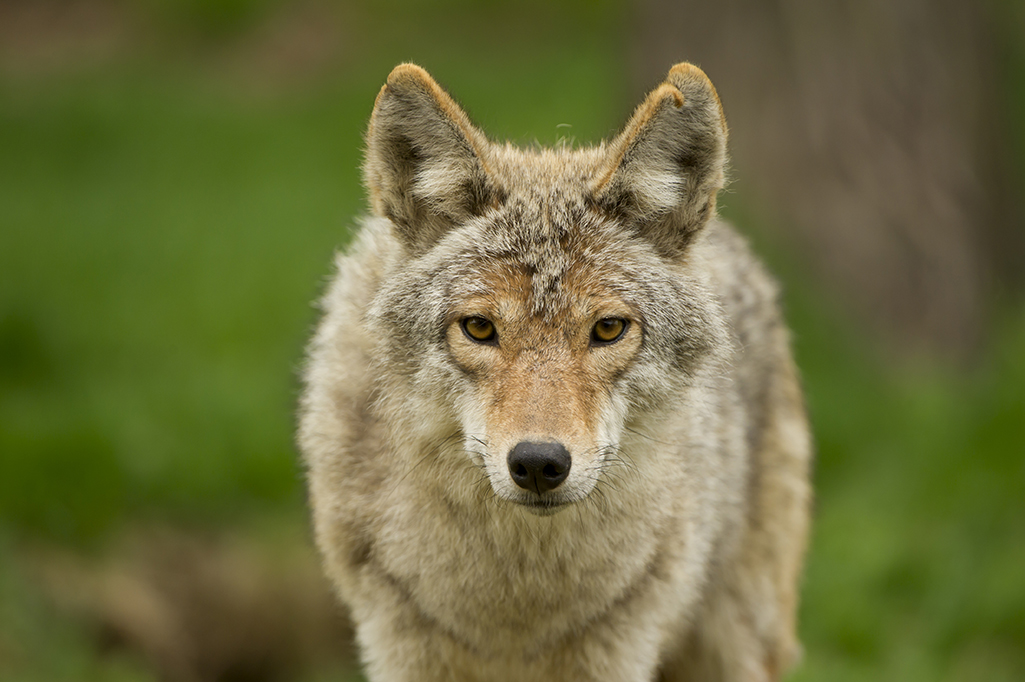 Coyote staring at camera