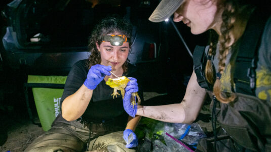 students analyze frog