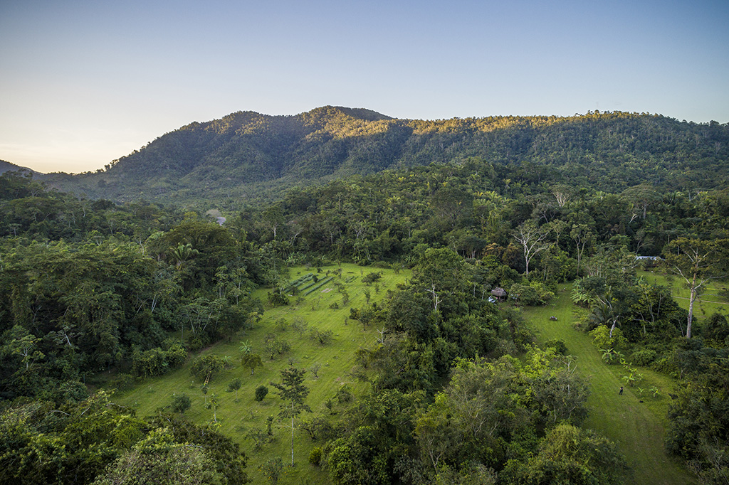 Forest and mountain