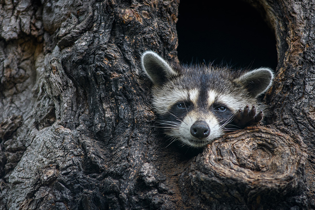 Raccoon in tree