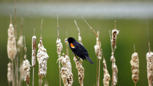 Red-winged blackbird on stalk in field