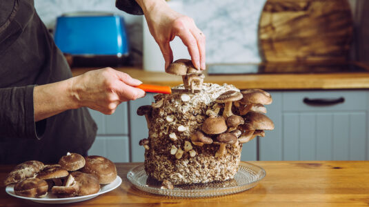 Person cutting shiitake mushroom off log