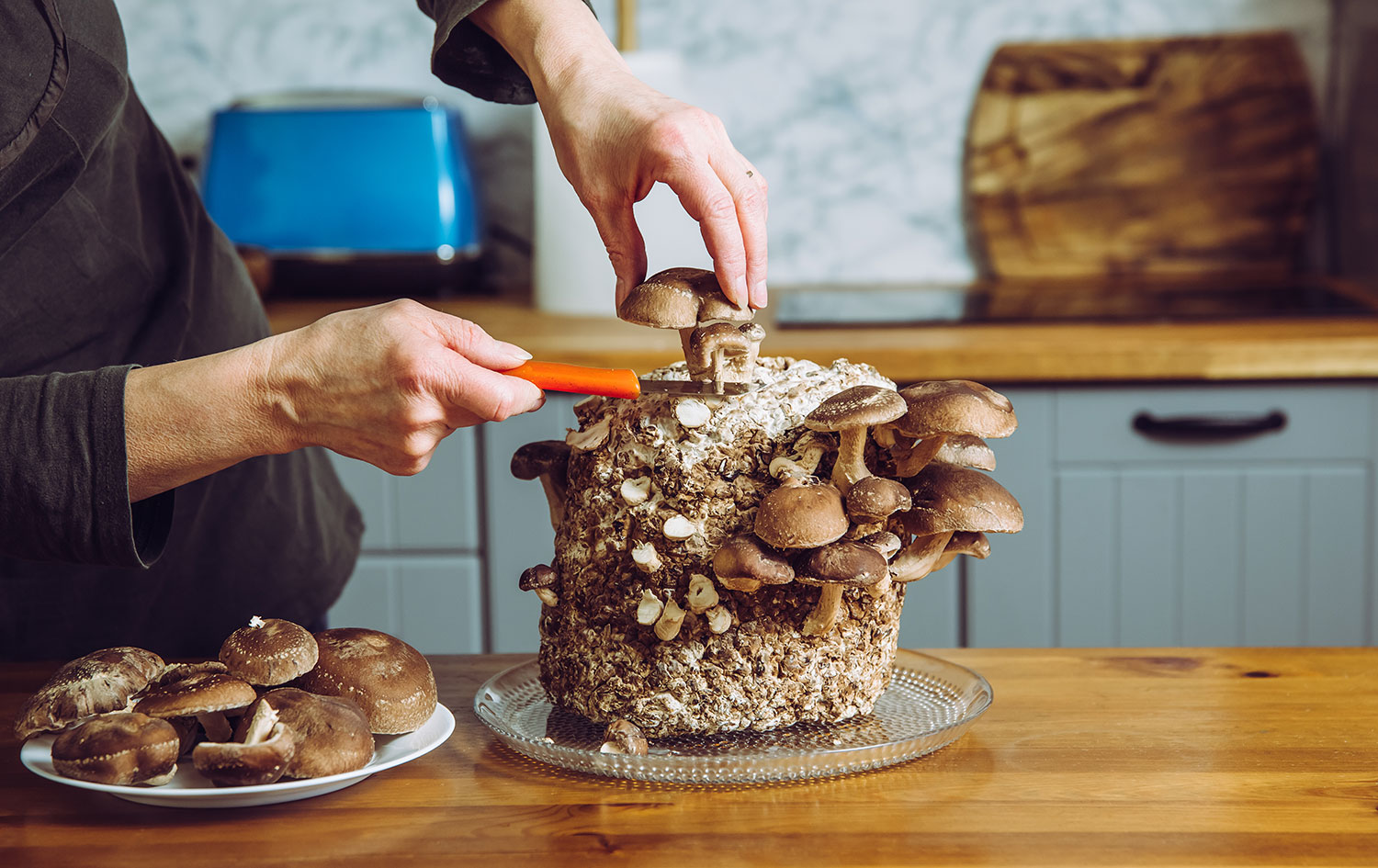 Person cutting shiitake mushroom off log