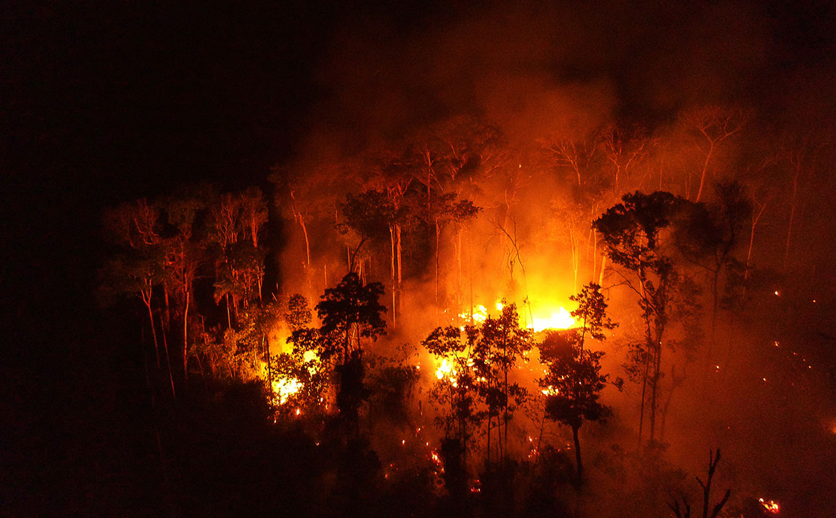 Fire in the rainforest