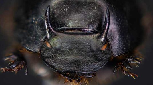 Male onthophagus taurus dung beetle from evolutionary biologist Erin McCullough's lab