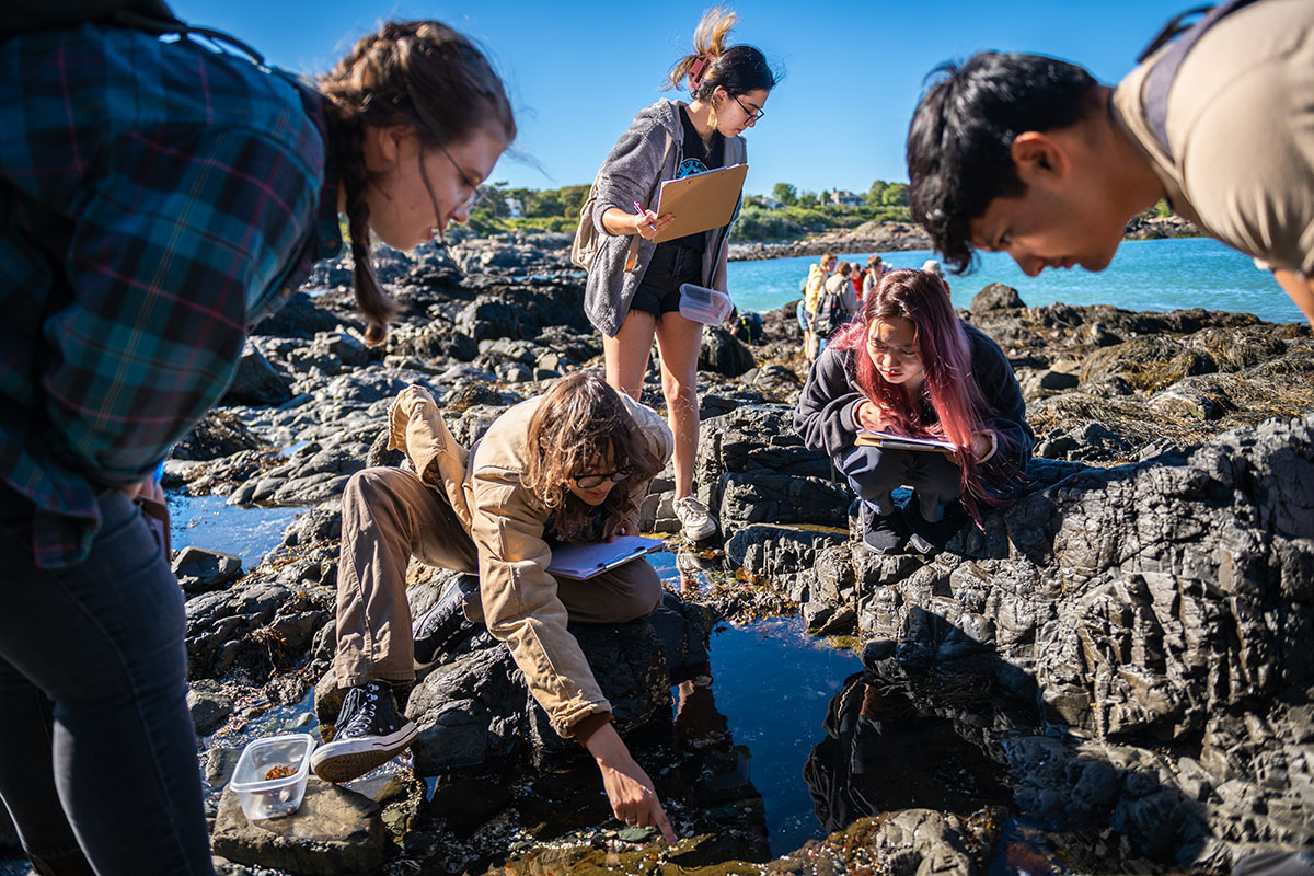 Students on rocks near ocean looking at marine life