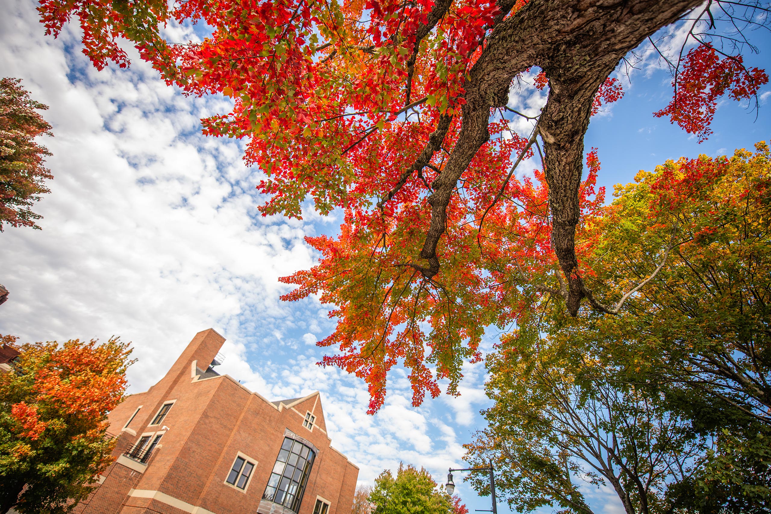 Fall foliage taken from the perspective of the ground, Clark University campus