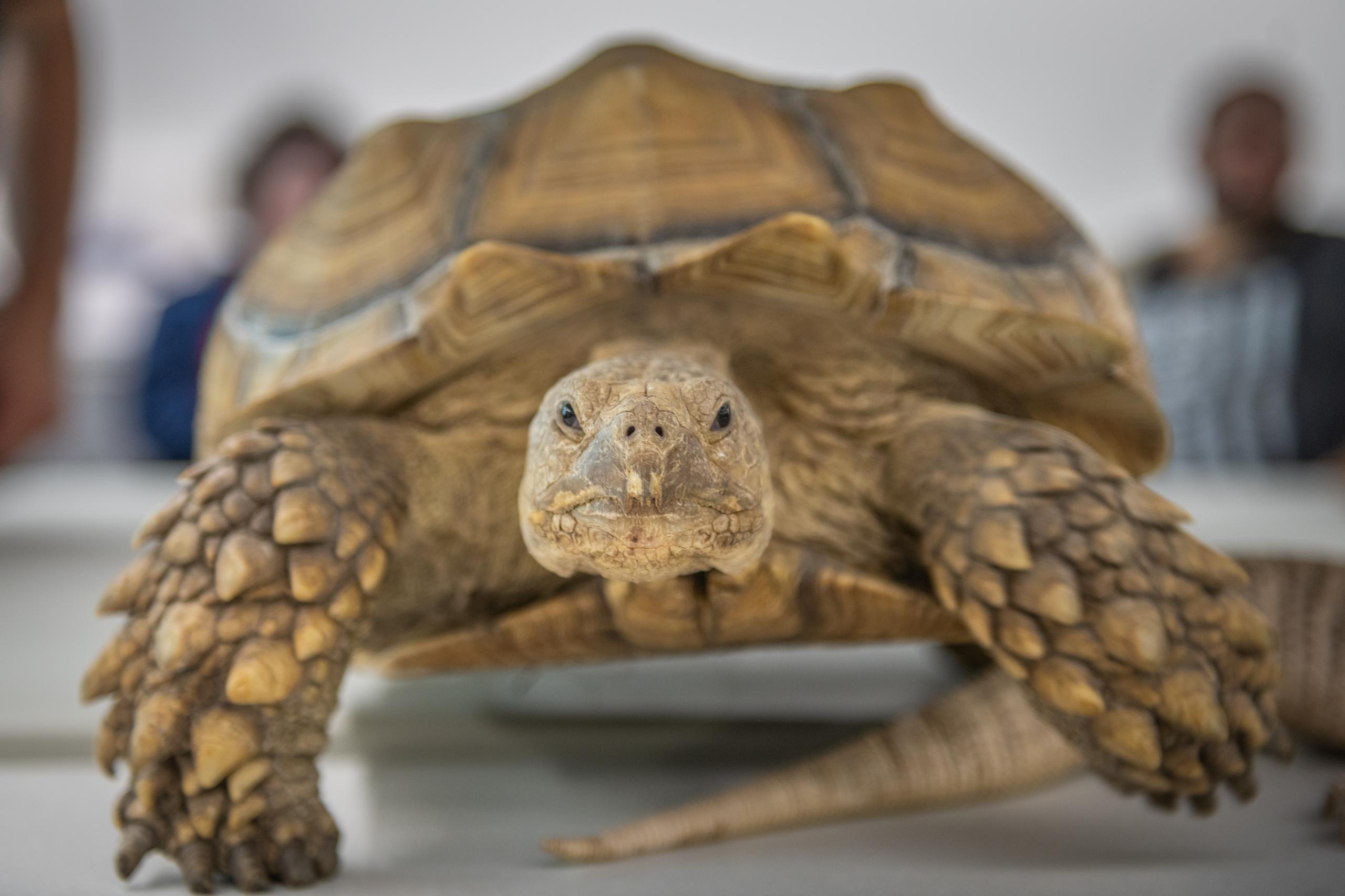 Close up shot of turtle