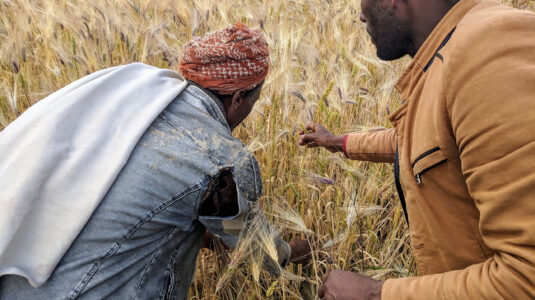 Farmer Hasan Abagaz and researcher Seid Hassen examine a traditional mixture of wheat and barley in Kutabir District, South Wollo, Ethiopia