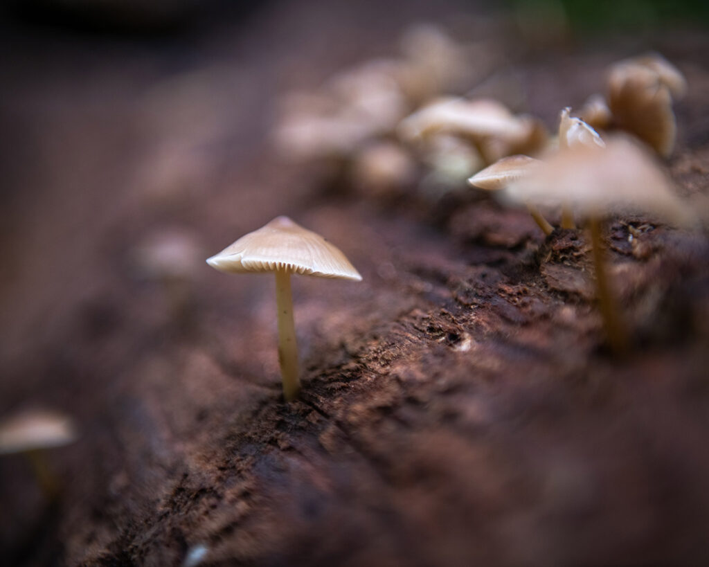 A close-up view of slender capped mushrooms