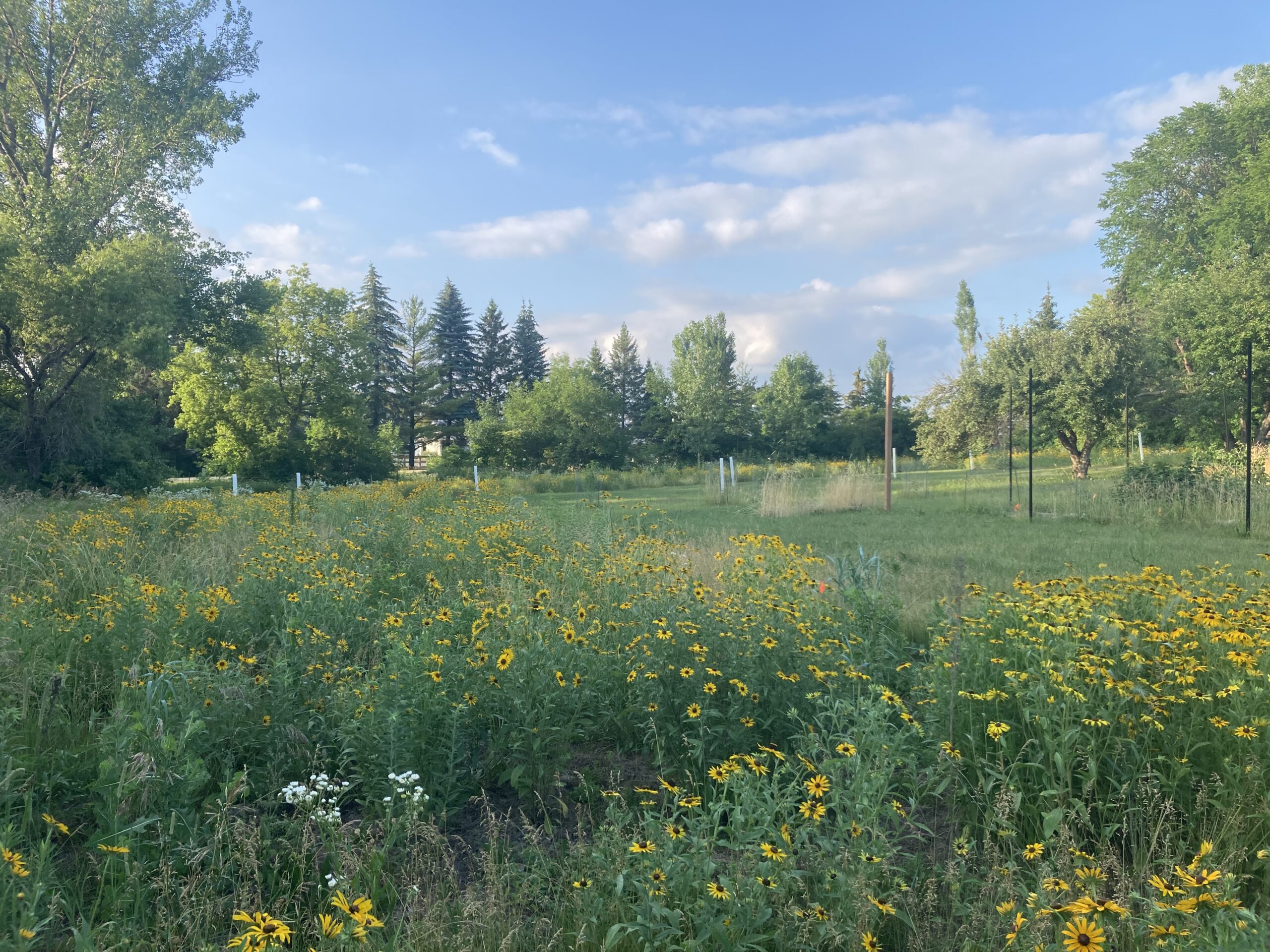 scene of grass, wildflowers, and trees