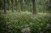 A grove of White Wood Aster in the Hadwen Arboretum