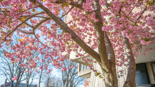 Flowering tree in front of Goddard Library at Clark University