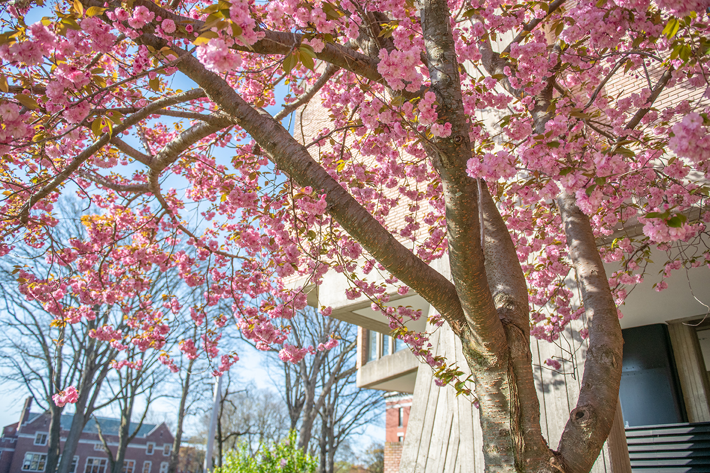 Flowering tree in front of Goddard Library at Clark University