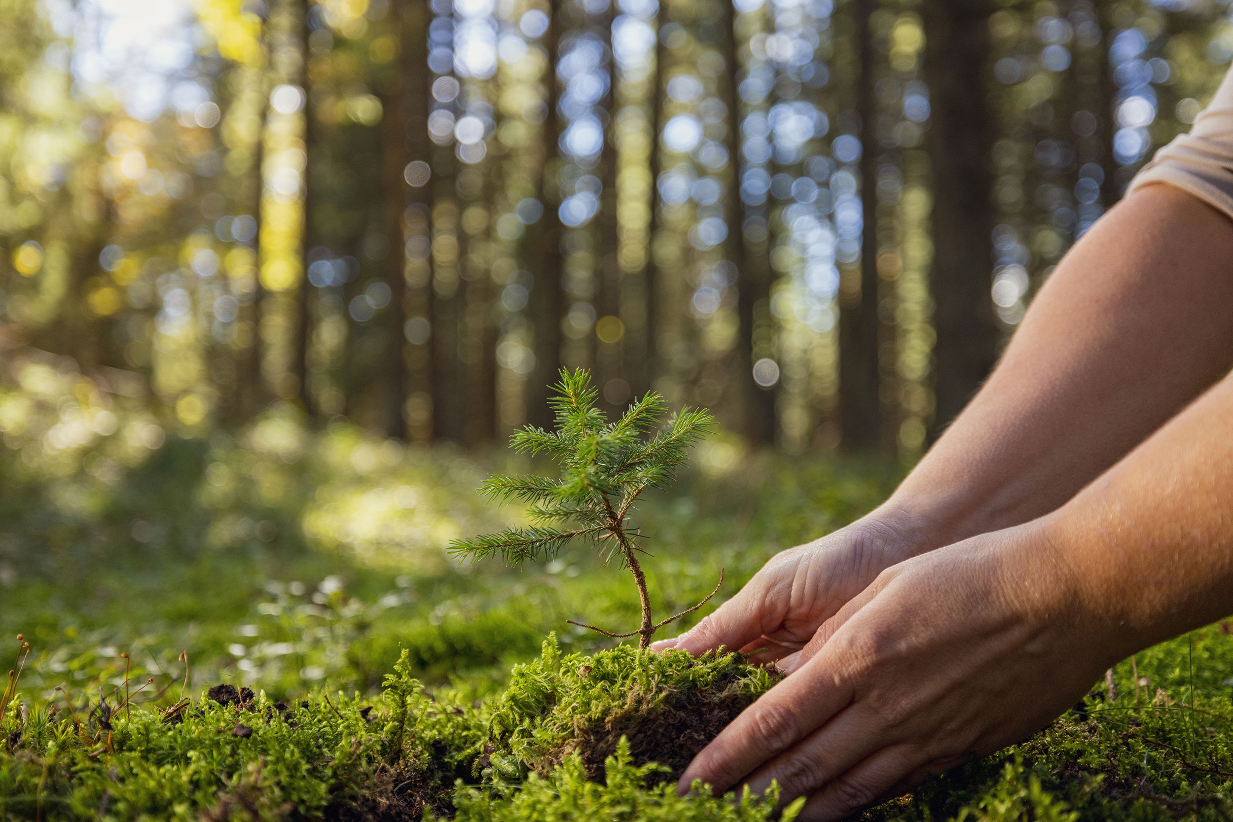 Person planting tree