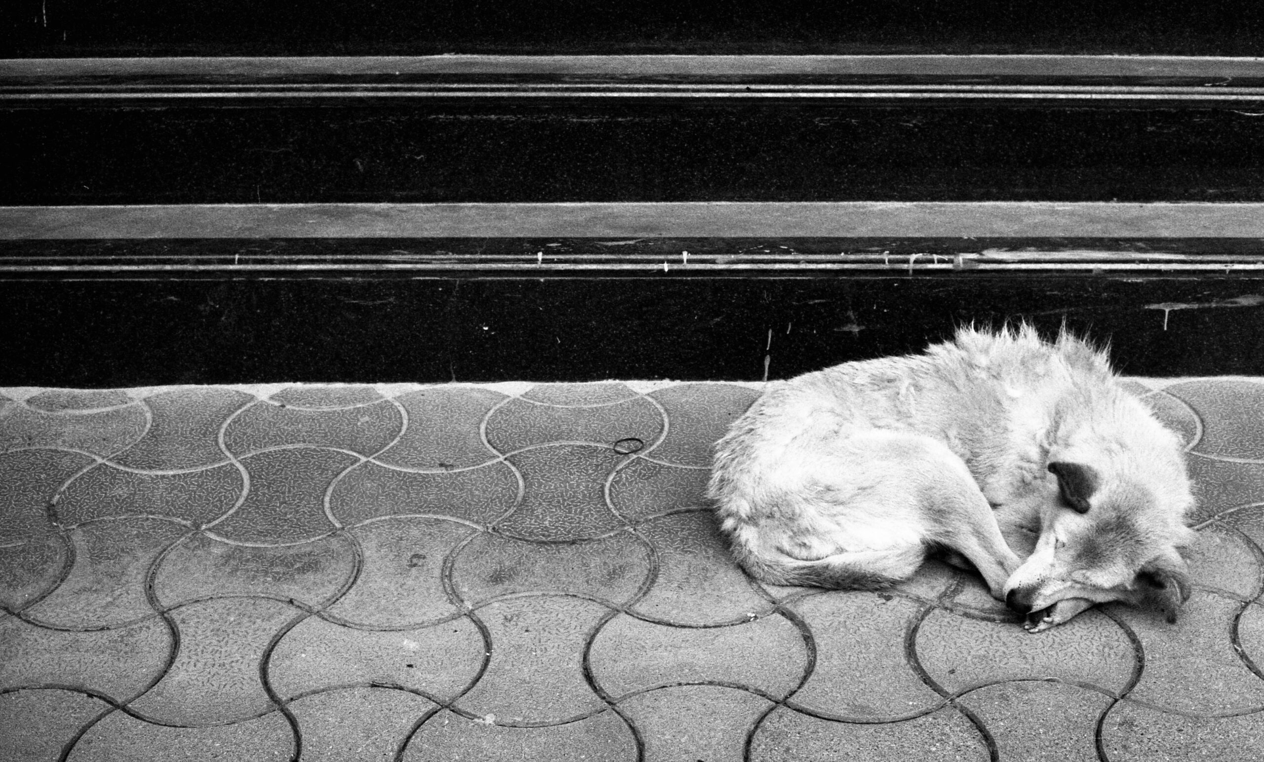 dog sleeps on tile floor