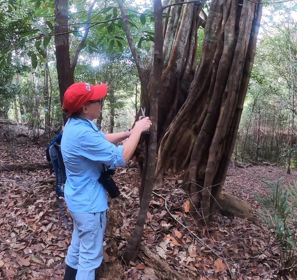 Florencia Sangermano placing a recorder on a tree