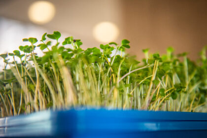 close up microgreens