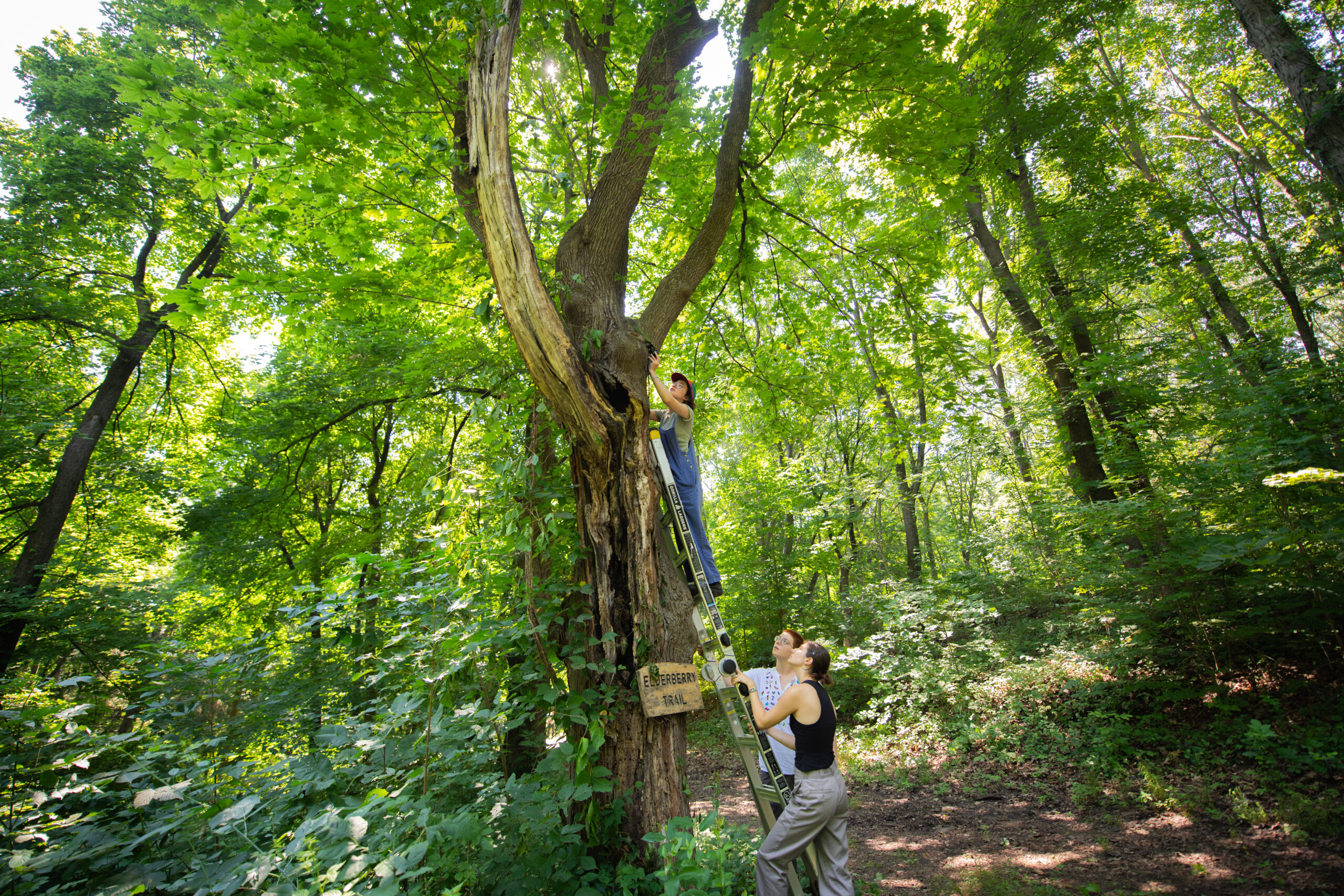 student climbs ladder to research in tree