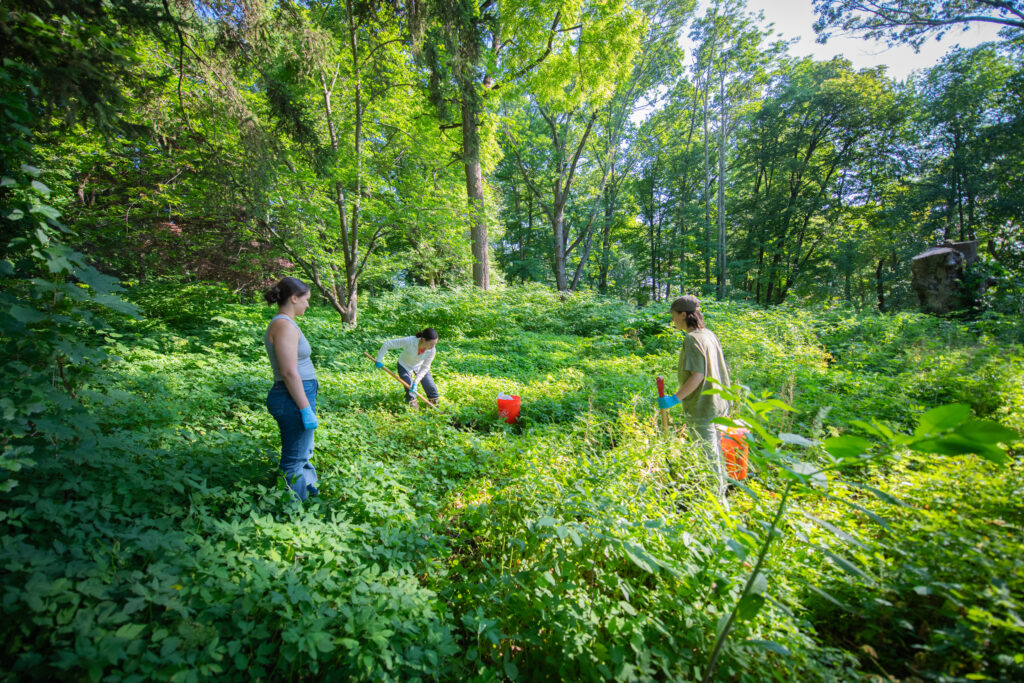 students work in the woods collecting dung beetles