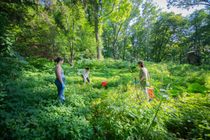 students work in the woods collecting dung beetles