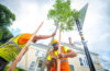 Workers plant tress on Woodland Street