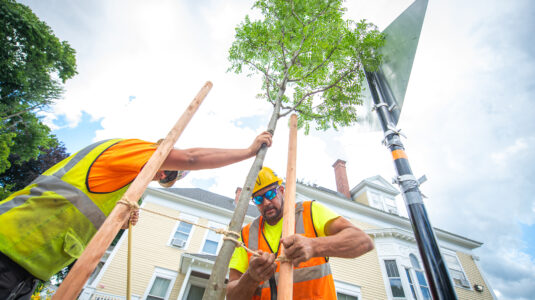 Workers plant tress on Woodland Street