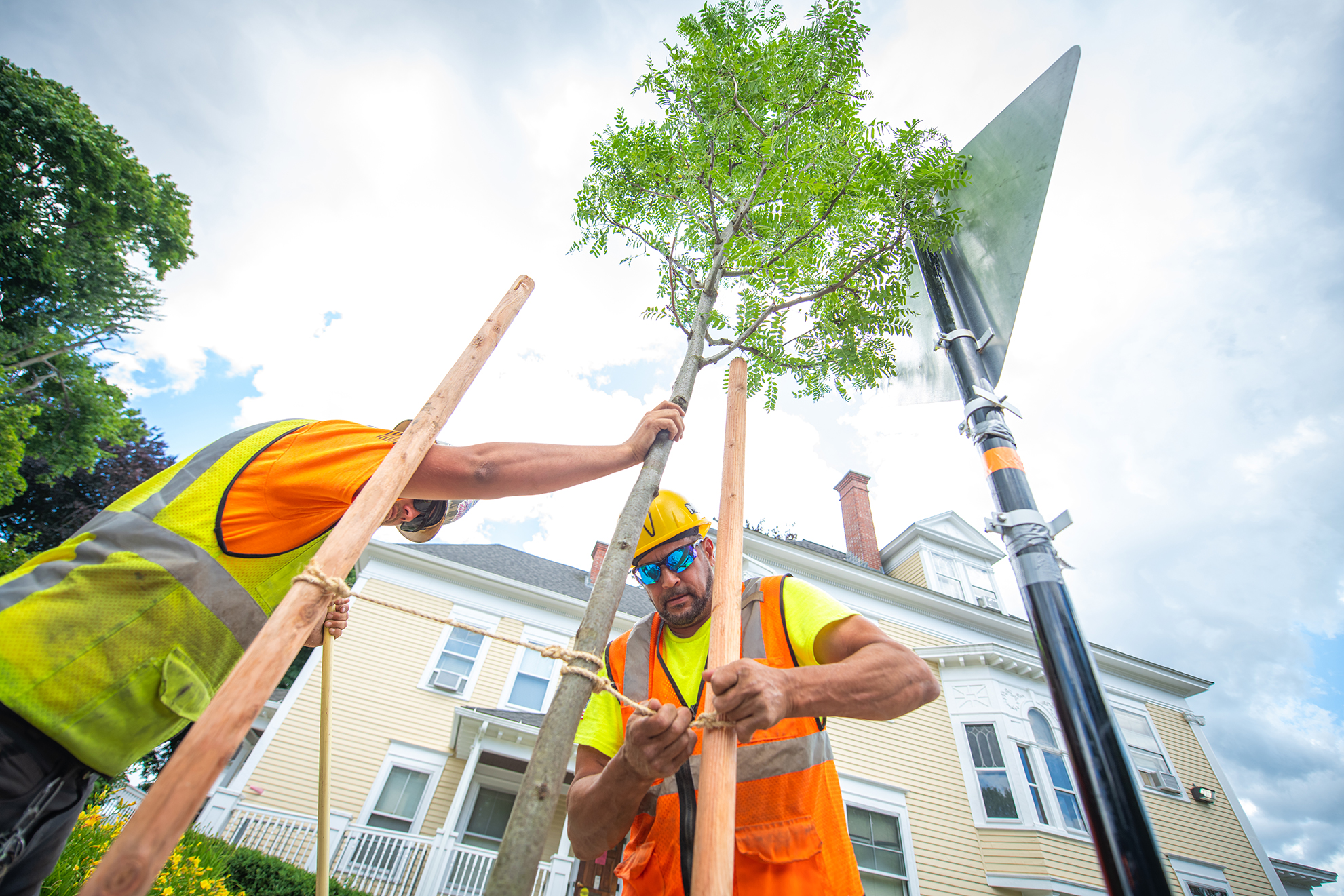 Workers plant tress on Woodland Street