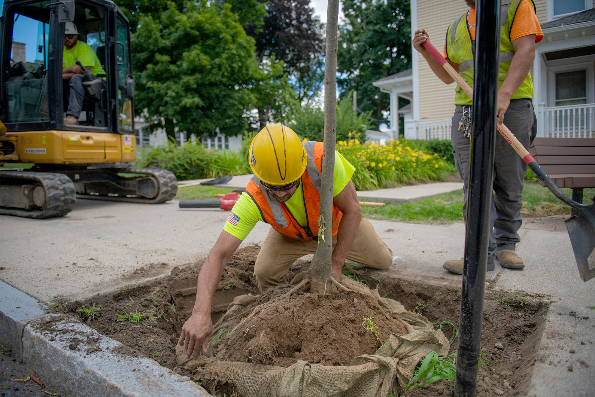 Workers plant trees on Woodland Street