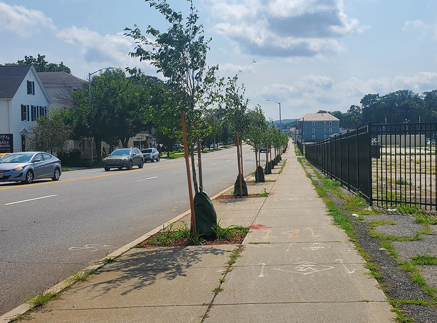 New trees planted on Park Ave.