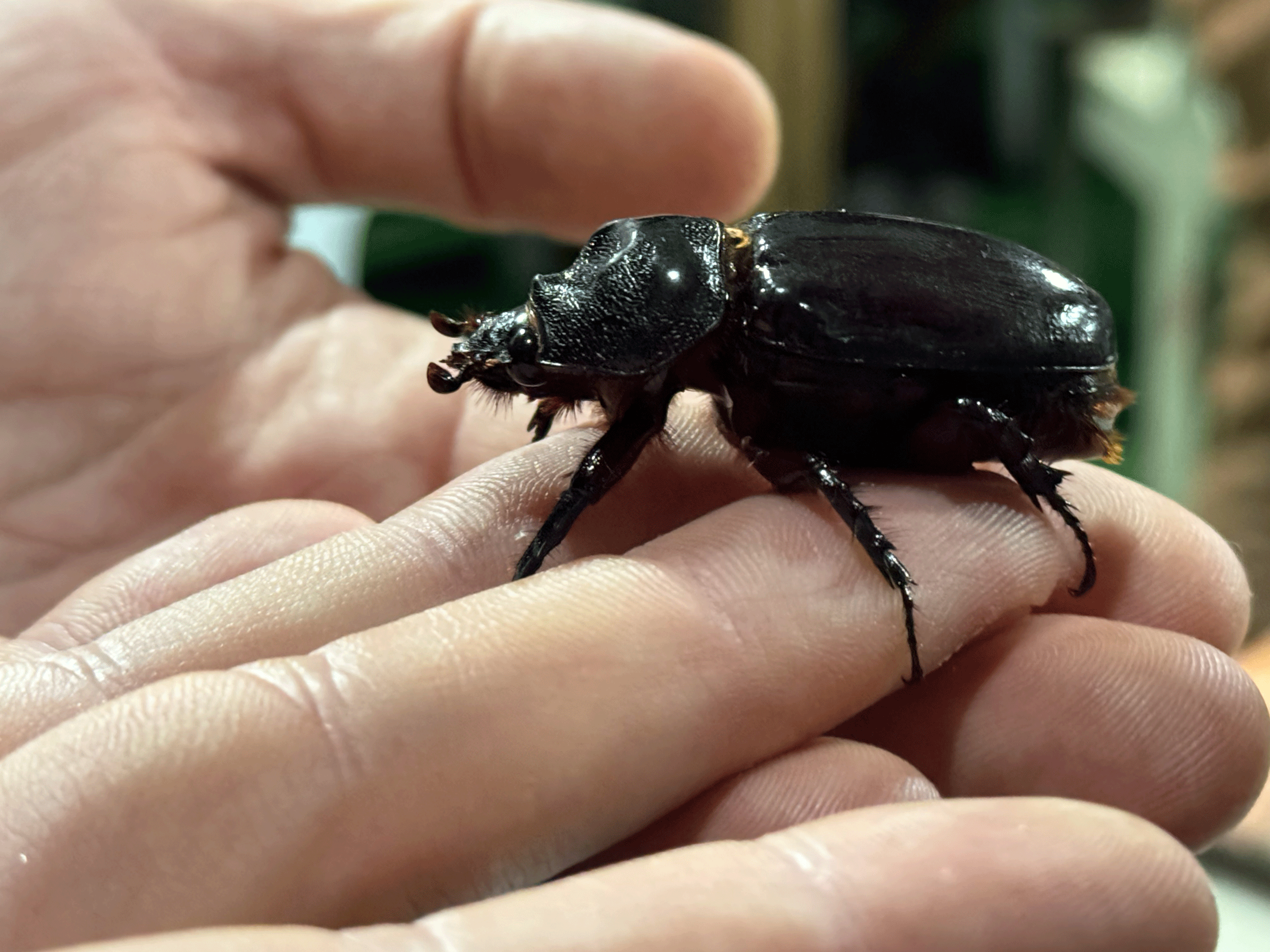 Rhinoceros beetle in someone's hand