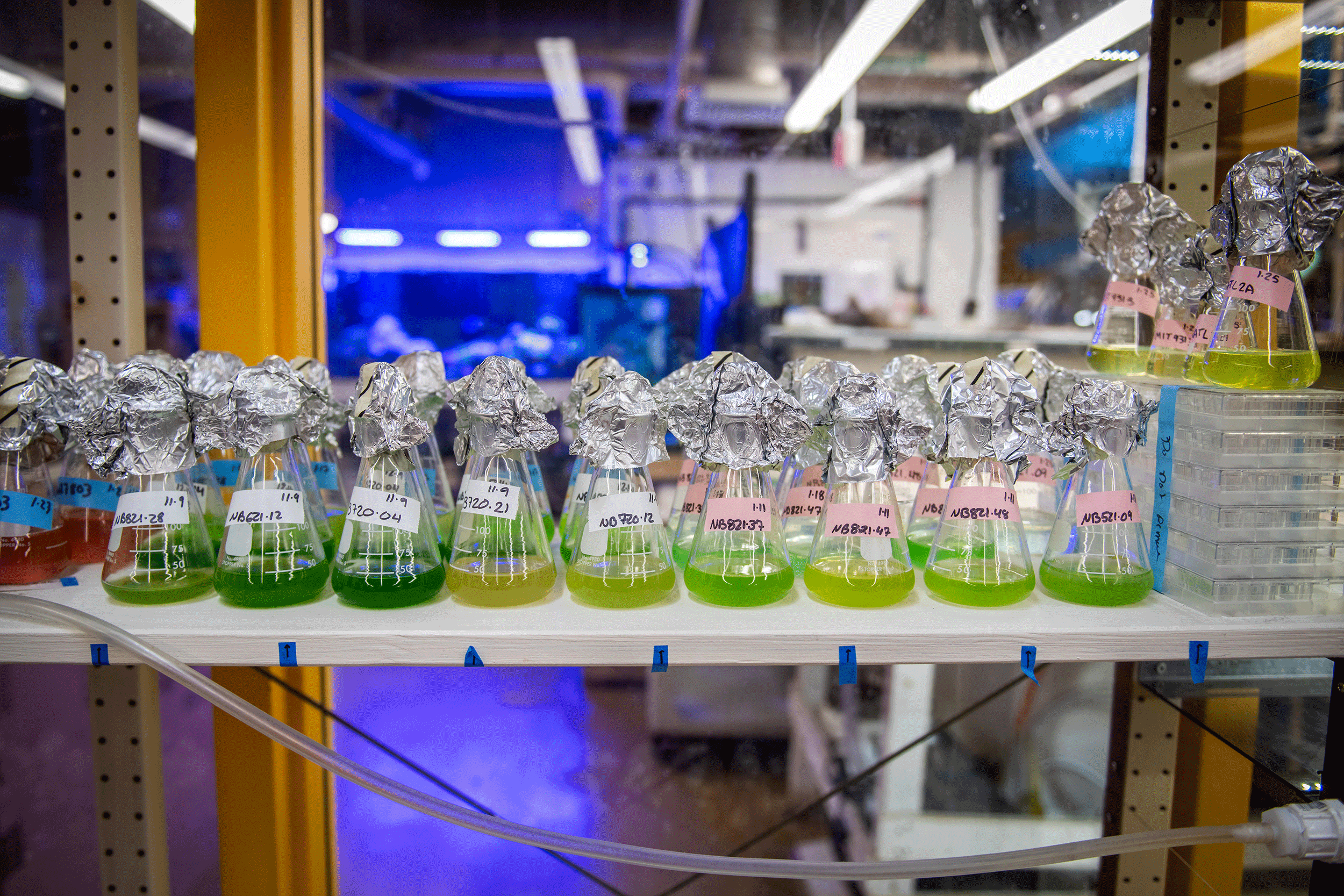 Test tubes full of water in the lab