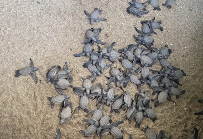 baby turtles on sand