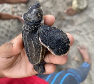 hand holding baby turtle